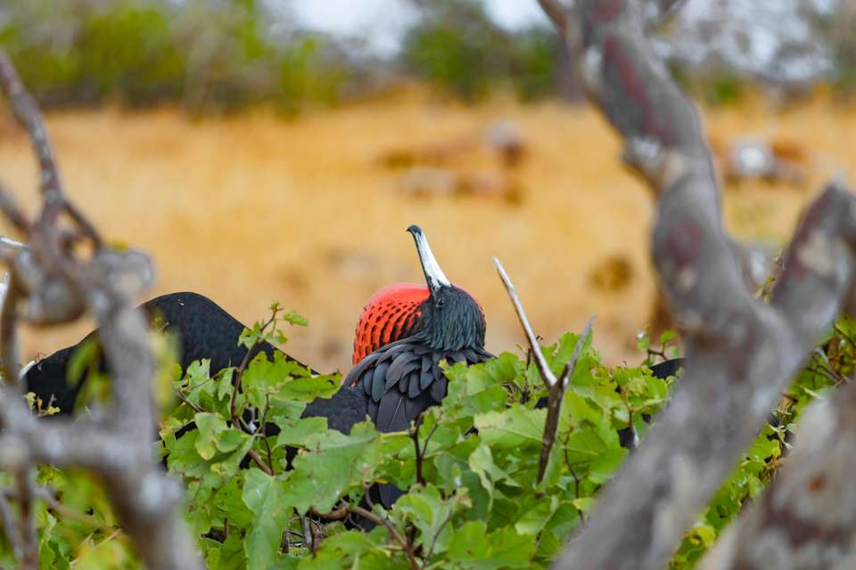 4-day Wildlife & Wonders Of Galapagos - Destination Services - Ecuador - Image 9