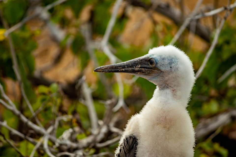4-day Wildlife & Wonders Of Galapagos - Destination Services - Ecuador - Image 10