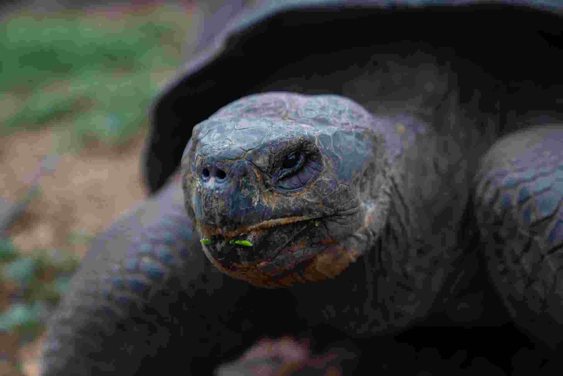 4-day Wildlife & Wonders Of Galapagos, French-speaking Guide