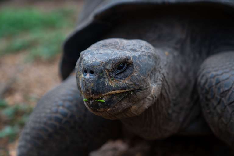 Ecuador Active and outdoor Tour: 4-day Wildlife & Wonders Of Galapagos, French-speaking Guide