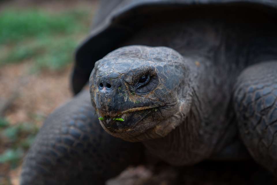 4-day Wildlife & Wonders Of Galapagos, French-speaking Guide - Destination Services - Ecuador - Image 1