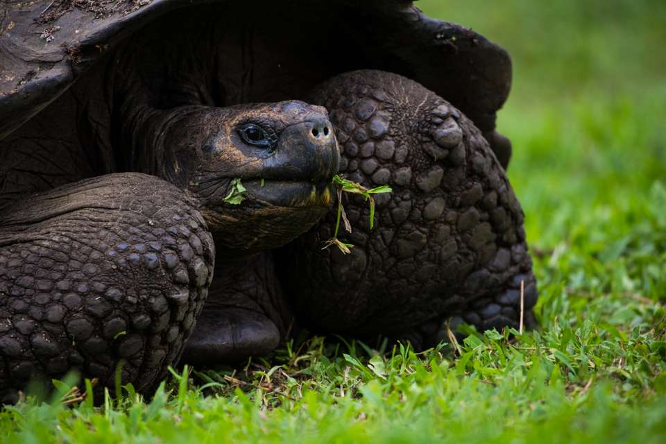 4-day Wildlife & Wonders Of Galapagos, French-speaking Guide - Destination Services - Ecuador - Image 4