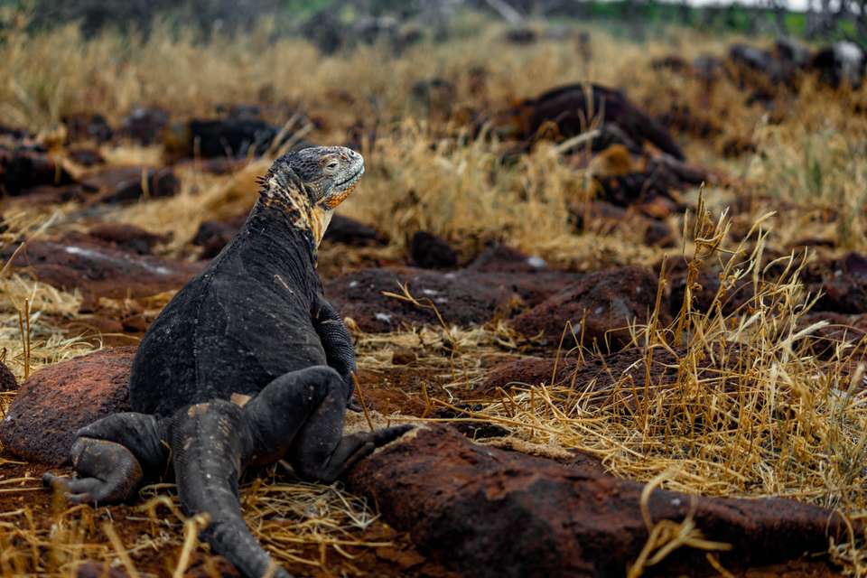 4-day Wildlife & Wonders Of Galapagos, French-speaking Guide - Destination Services - Ecuador - Image 8