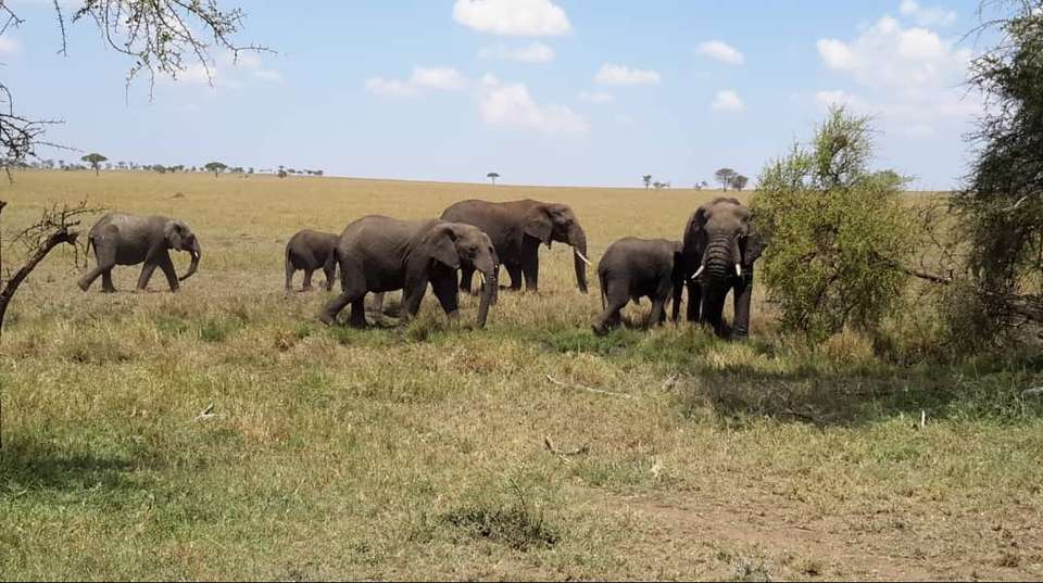 4 days 3 nights budget camping safari - Aaa Express Adventure Ltd - Tanzania - Image 2