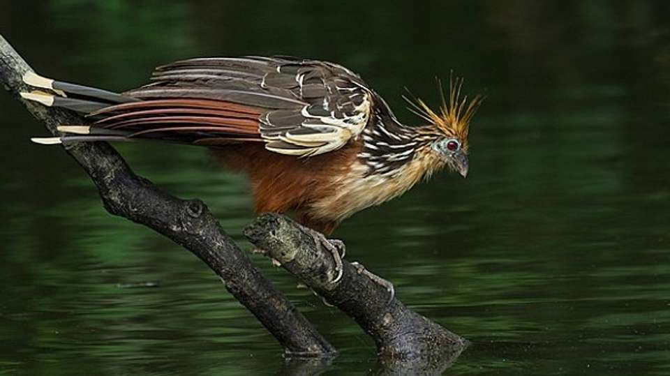 4 Days Amazon Lodge Cuyabeno Reserve - Responsible Travel South America - Ecuador - Image 3
