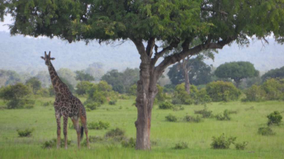 4 Days  budget  Camping Safari-Tarangire/Serengeti/Crater - Kanuth Adventures Safari - Tanzania - Image 2