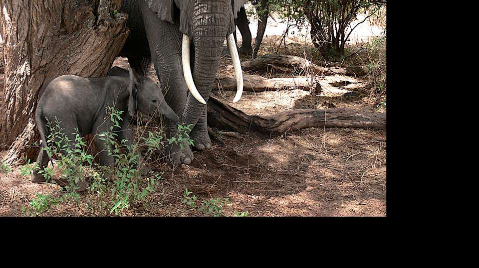 4 Days  budget  Camping Safari-Tarangire/Serengeti/Crater - Kanuth Adventures Safari - Tanzania - Image 3