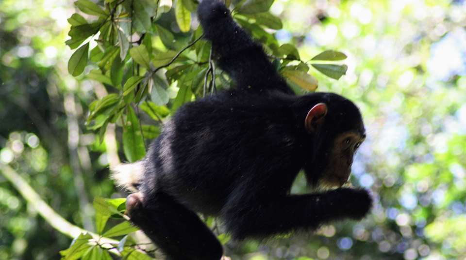 4 days Gorilla Trekking & Chimp Tracking in Uganda - Primate World Safaris (u) Ltd - Uganda - Image 2