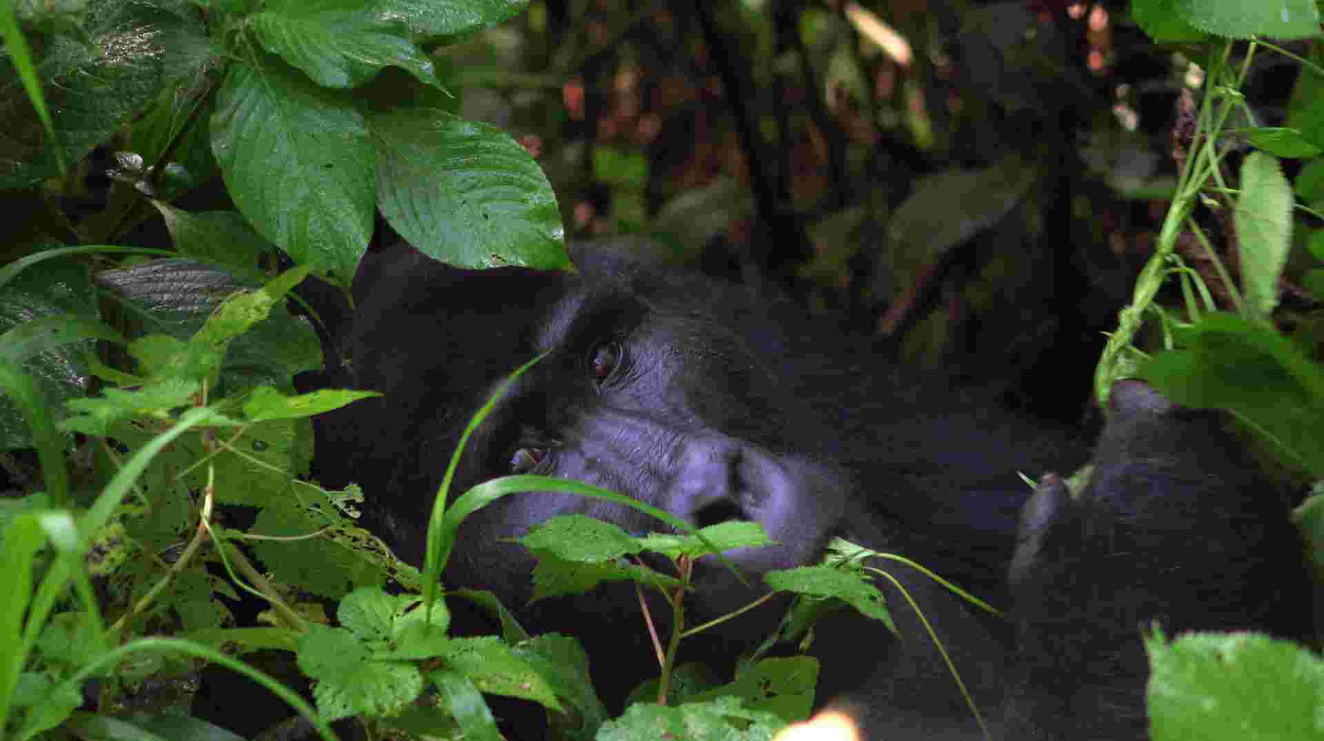 4 days Gorilla Trekking & Chimp Tracking in Uganda