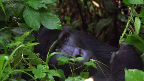 Gorilla And Chimpanzee Tracking Tour: 4 Days Gorilla Trekking & Chimp Tracking In Uganda