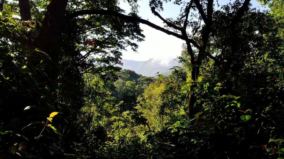 4 days Gorilla Trekking & Chimp Tracking in Uganda - Primate World Safaris (u) Ltd - Uganda - Image 3