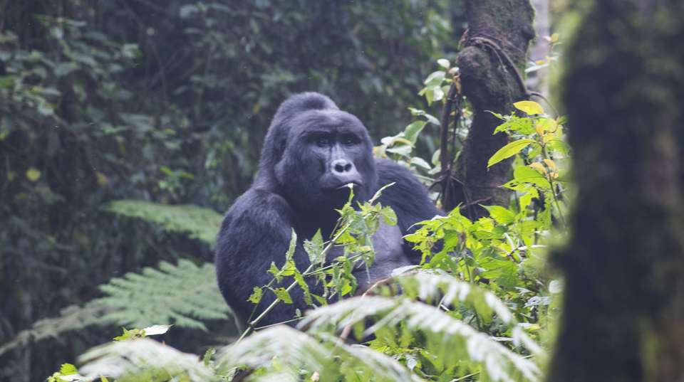 4 days Gorilla Trekking & Chimp Tracking in Uganda - Primate World Safaris (u) Ltd - Uganda - Image 4