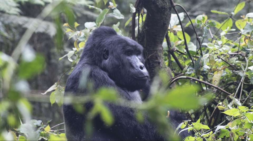 4 days Gorilla Trekking & Chimp Tracking in Uganda - Primate World Safaris (u) Ltd - Uganda - Image 5