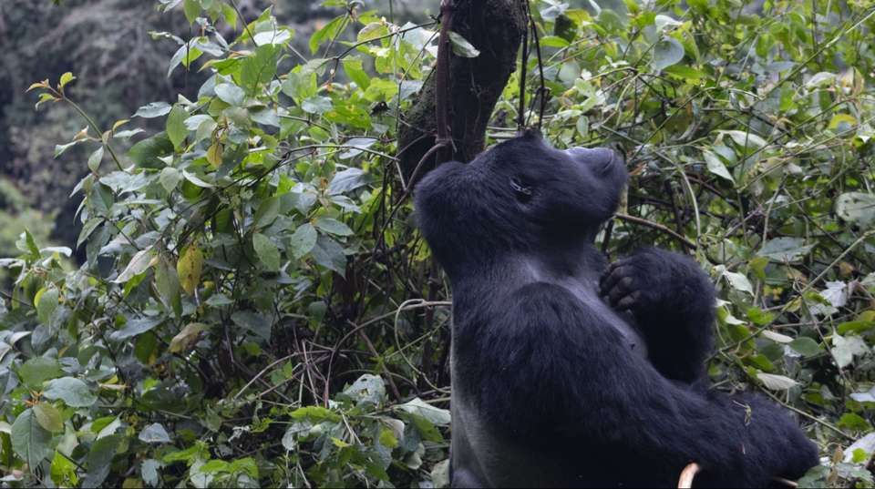 4 days Gorilla Trekking & Chimp Tracking in Uganda - Primate World Safaris (u) Ltd - Uganda - Image 6