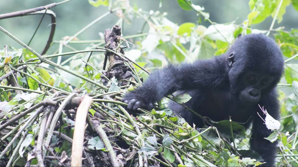 4 days Gorilla Trekking & Chimp Tracking in Uganda - Primate World Safaris (u) Ltd - Uganda - Image 7