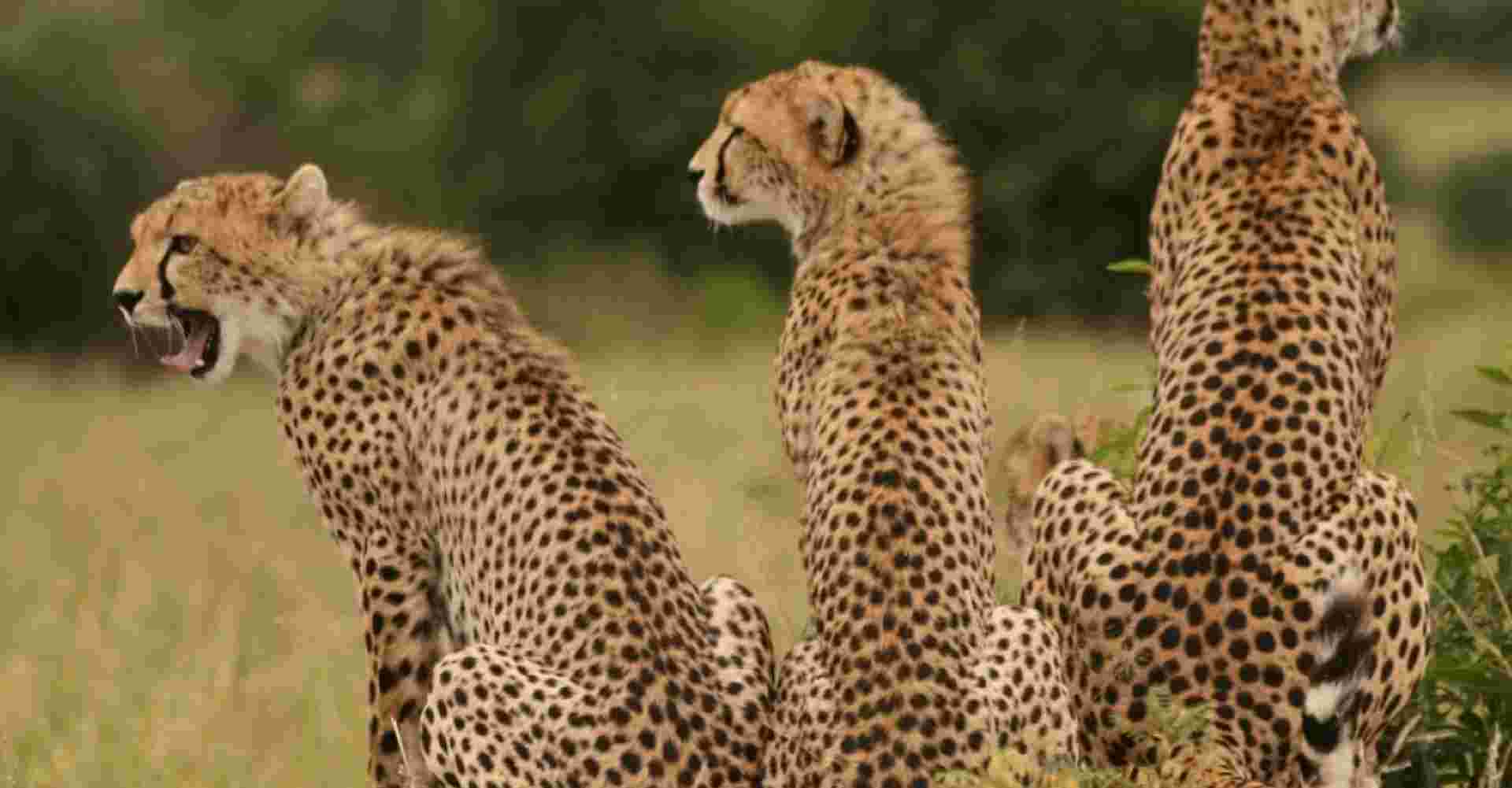 4 Days Hakuna Matata Safaris