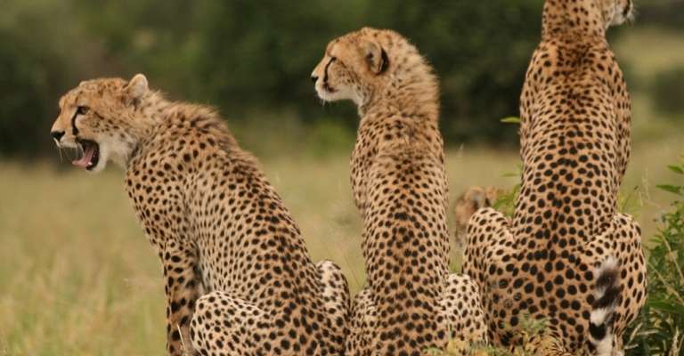 4 Days Hakuna Matata Safaris trip - alternative tour available