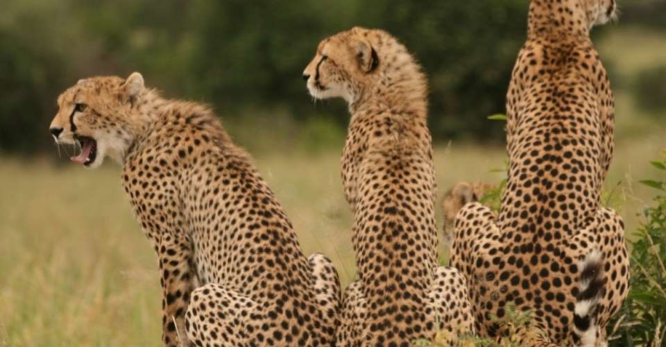 4 Days Hakuna Matata Safaris - Lights On Africa Destinations & Safaris - Tanzania - Image 1