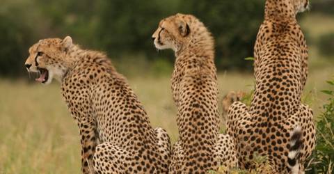 4 Days Hakuna Matata Safaris - 4 Days