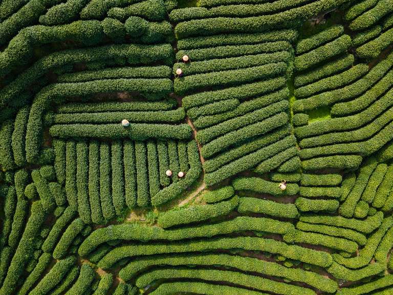 4 Days In Hangzhou: Tea Heritage, Private Tour trip - alternative tour available