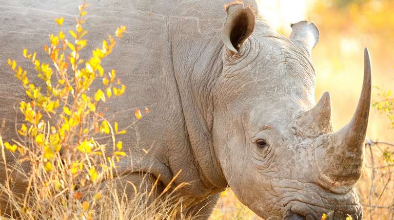 4 Days Maasai Mara Lake Nakuru Safari Tour - Winter tours
