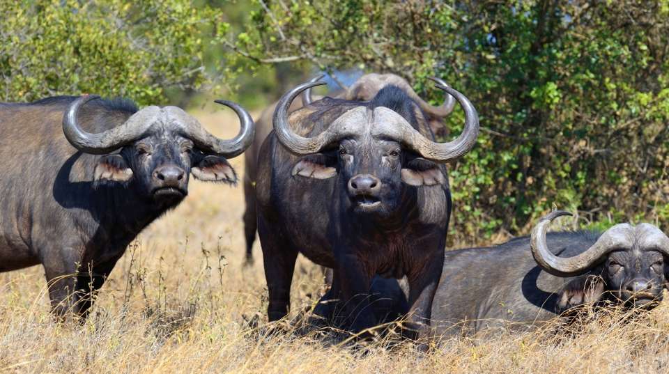 4 Days Maasai Mara Lake Nakuru Safari Tour - Safaribook - Kenya - Image 3
