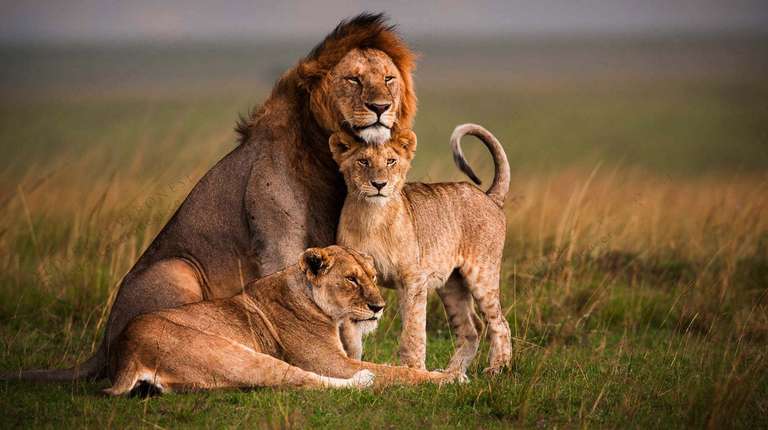 Africa Wildlife safaris and game drives Tour: 4-Days Masai Mara & Lake Nakuru Safari - All Inclusive