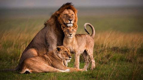 Africa Wildlife Safaris And Game Drives Tour: 4-days Masai Mara & Lake Nakuru Safari - All Inclusive