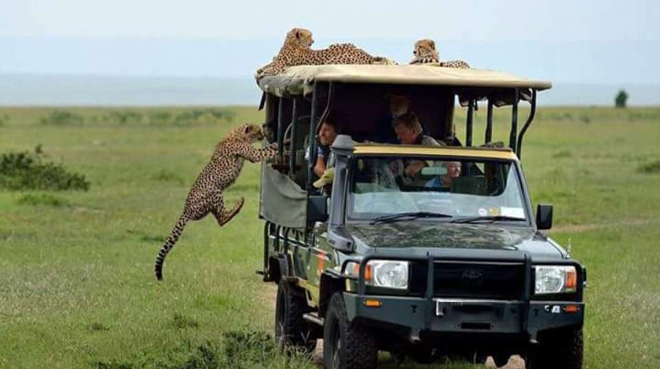 4-Days Masai Mara & Lake Nakuru Safari - All Inclusive - Gracepatt Ecotours Kenya - Kenya - Image 2