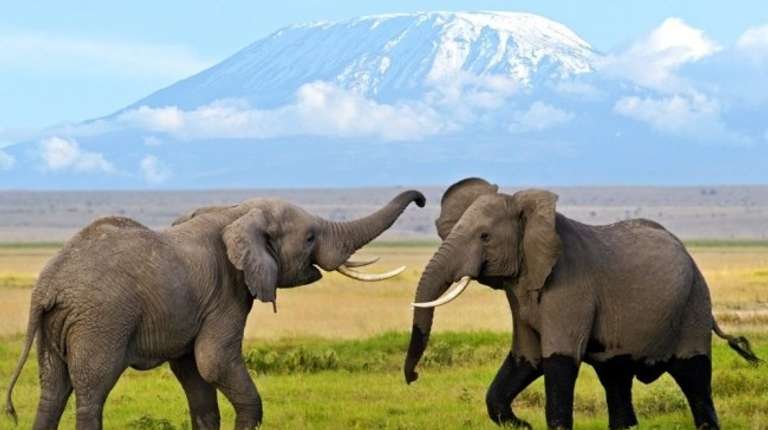 4 Days Mombasa, Tsavo, Amboseli Safari