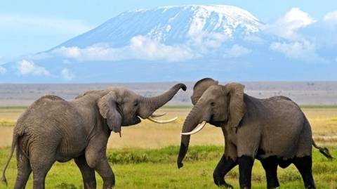 4 Days Mombasa, Tsavo, Amboseli Safari - Winter Tours