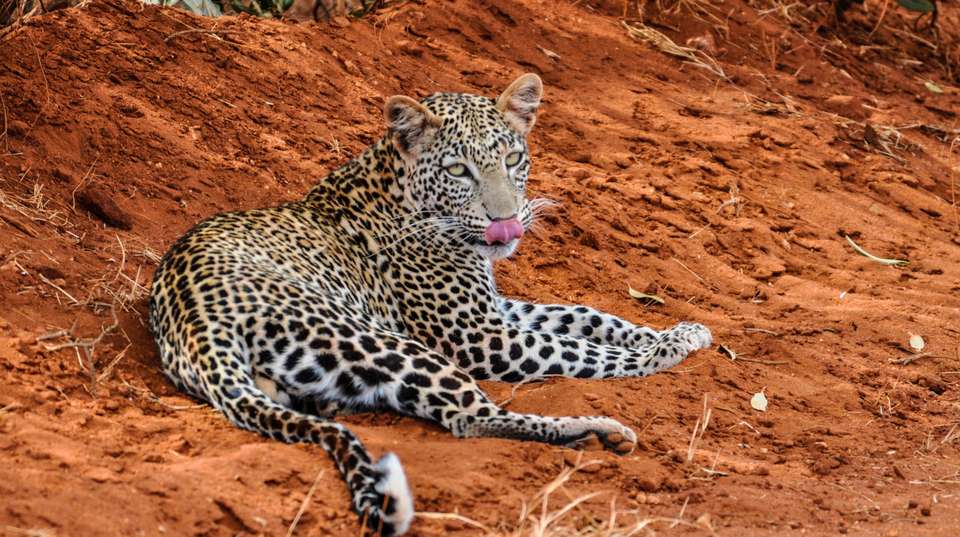 3 DAYS TSAVO/TAITA HILLS HOME FOR THE BIG FIVE - Sir Michaels Tours And Safaris - Kenya - Image 3