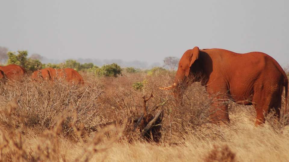 3 DAYS TSAVO/TAITA HILLS HOME FOR THE BIG FIVE - Sir Michaels Tours And Safaris - Kenya - Image 4