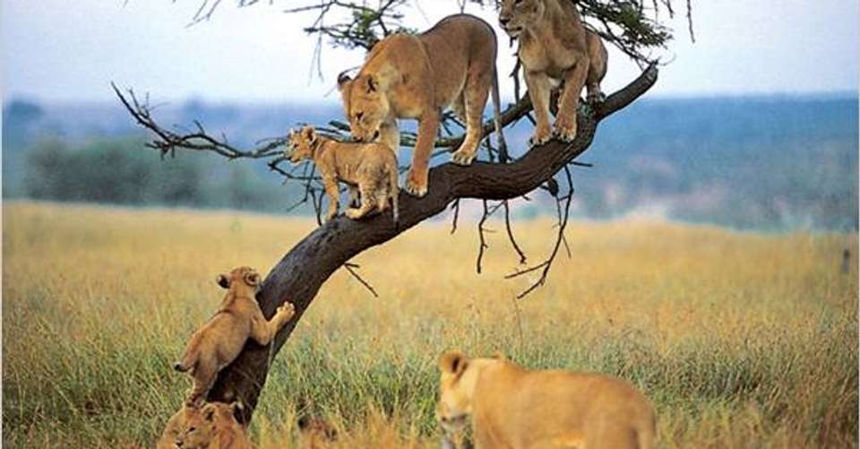 4 Days Northern Circuit - Agama Tours And Safaris - Tanzania - Image 2