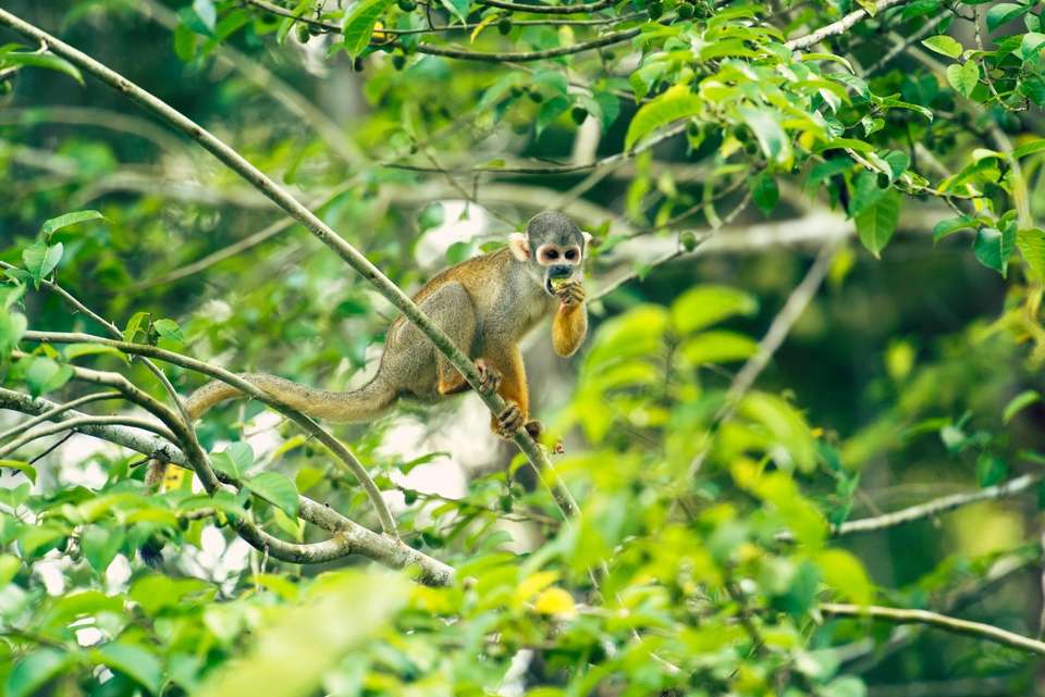 4 Days Peruvian Amazon Cruise - Destination Services - Peru - Image 6