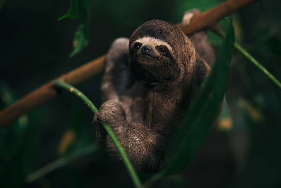 4 Days Peruvian Amazon Cruise - Destination Services - Peru - Image 7