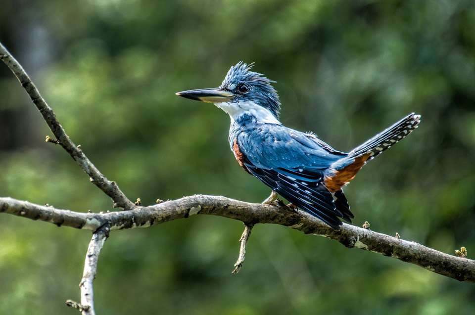 4 Days Peruvian Amazon Cruise - Destination Services - Peru - Image 8