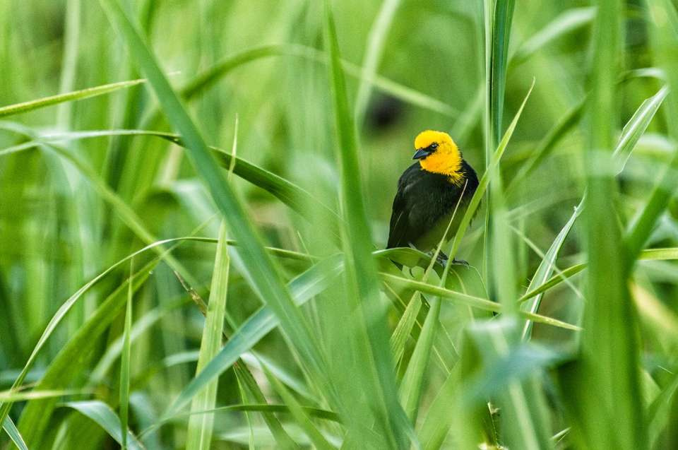 4 Days Peruvian Amazon Cruise - Destination Services - Peru - Image 9