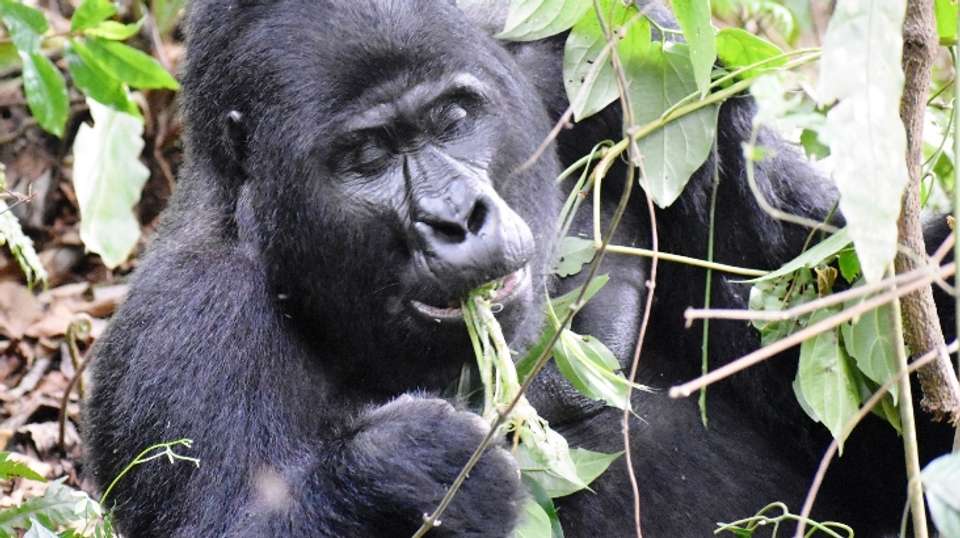 4 Days Rwanda Gorilla trek - Valiant Safaris - Rwanda - Image 3