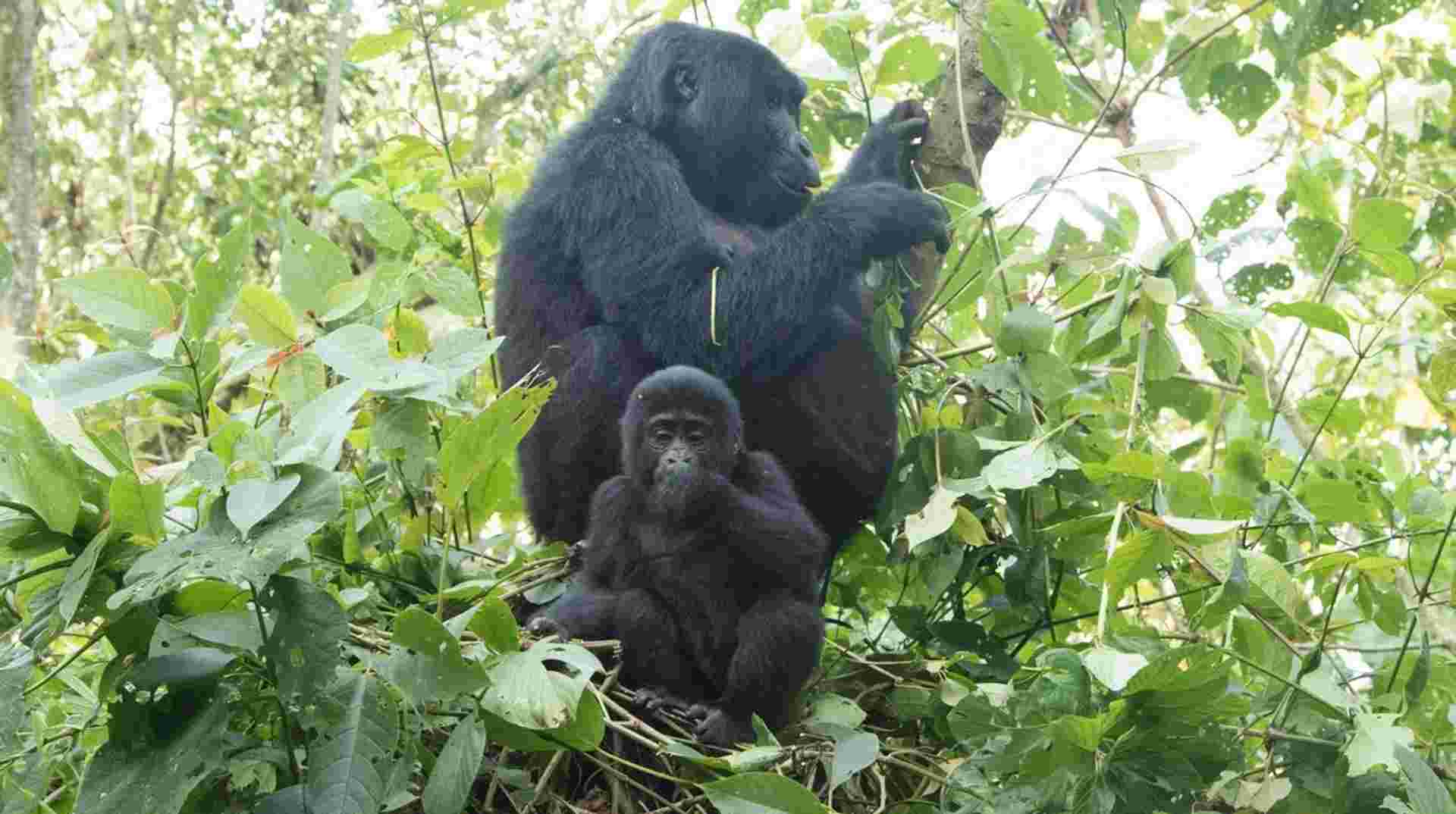 4 Days Rwanda Gorilla trek
