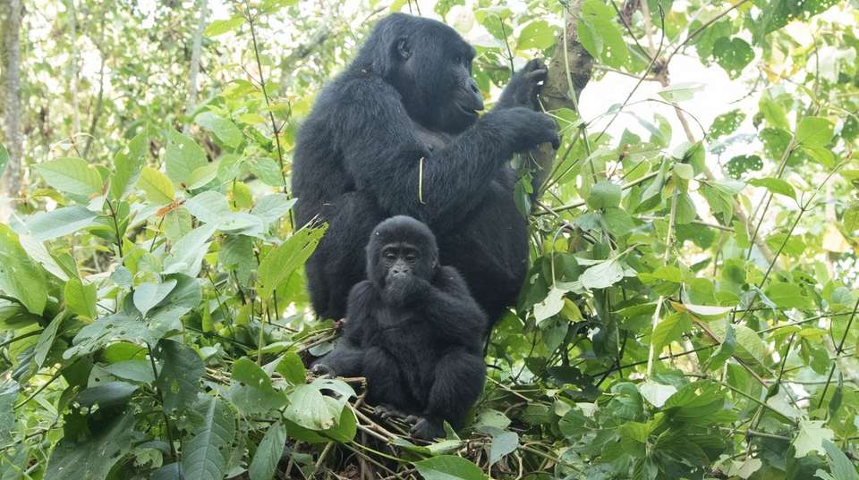 4 Days Rwanda Gorilla trek - Valiant Safaris - Rwanda - Image 1
