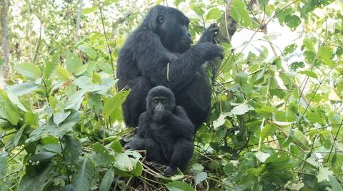 Gorilla And Chimpanzee Tracking Tour: 4 Days Rwanda Gorilla Trek