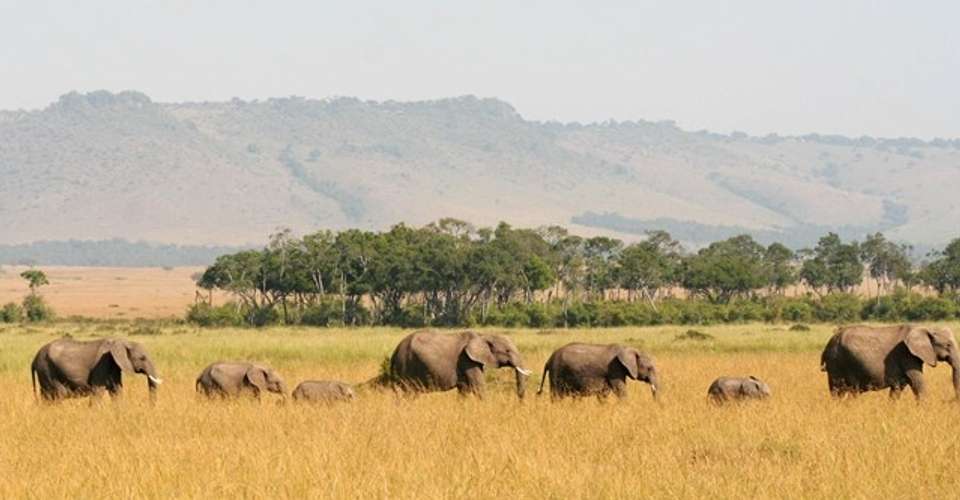 4 Days Safari in Lake Manyara, Serengeti, & Ngoro Crater - Dunia Tours & Safaris - Tanzania - Image 2