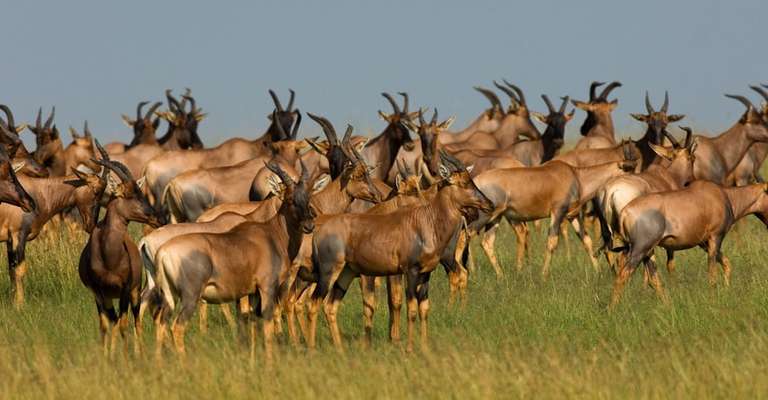 4 Days Safari in Lake Manyara, Serengeti, & Ngoro Crater - 4 days