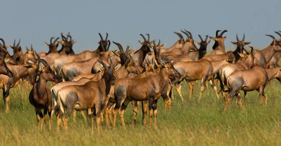 4 Days Safari in Lake Manyara, Serengeti, & Ngoro Crater - Dunia Tours & Safaris - Tanzania - Image 1