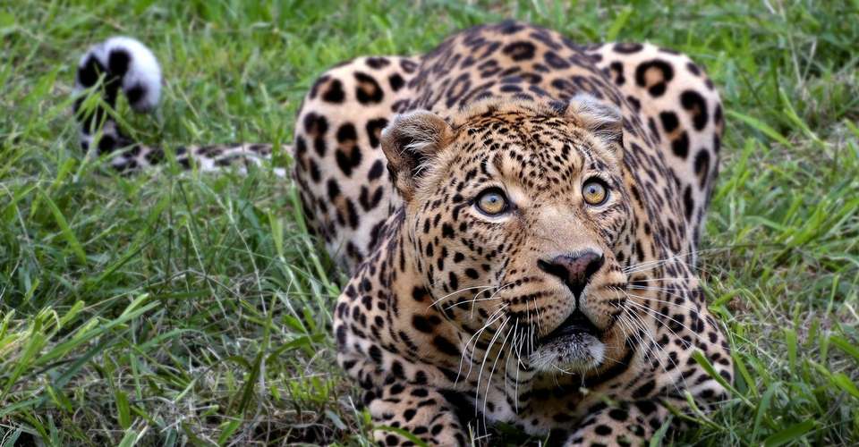 4 Days Safari - Manyara, Ngorongoro and Serengeti - Enosa Expeditions - Tanzania - Image 1