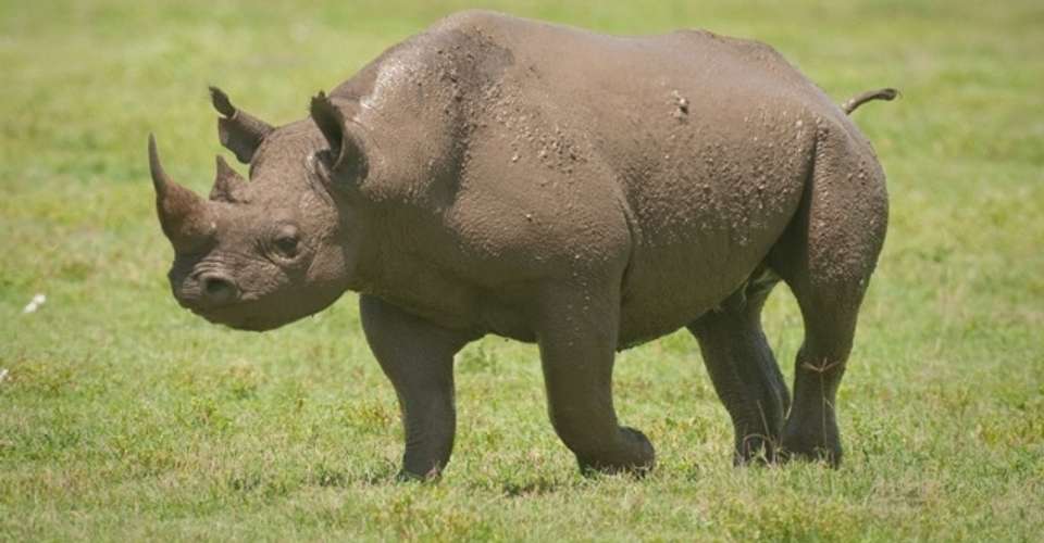 4 Days Safari - Manyara, Ngorongoro and Serengeti - Enosa Expeditions - Tanzania - Image 2