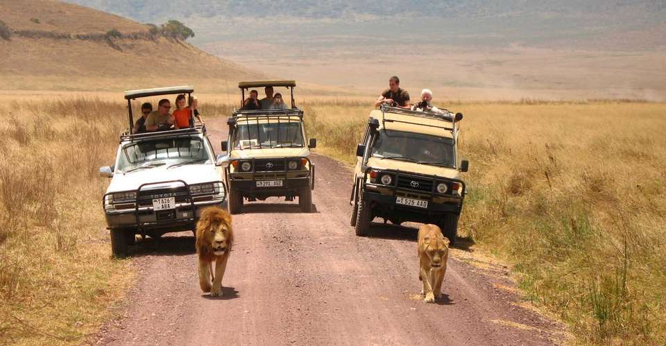 4 Days Safari - Manyara, Ngorongoro and Serengeti - Enosa Expeditions - Tanzania - Image 3