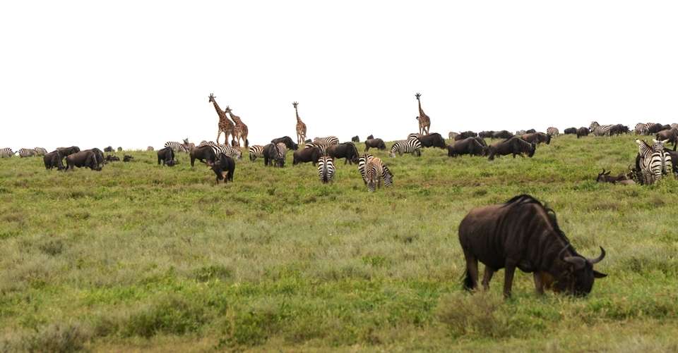 4 Days Safari Ngorongoro and Serengeti National Parks - Fanaka Africa Tours - Tanzania - Image 2