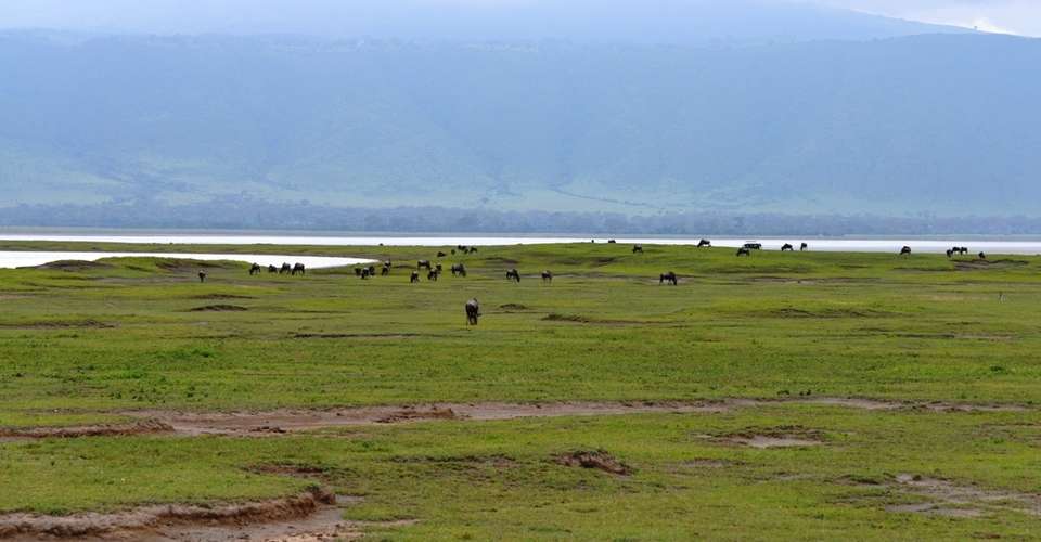 4 Days Safari Ngorongoro and Serengeti National Parks - Fanaka Africa Tours - Tanzania - Image 3